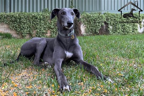 gawa greyhound|New radio campaign comes to the rescue of Greyhound .